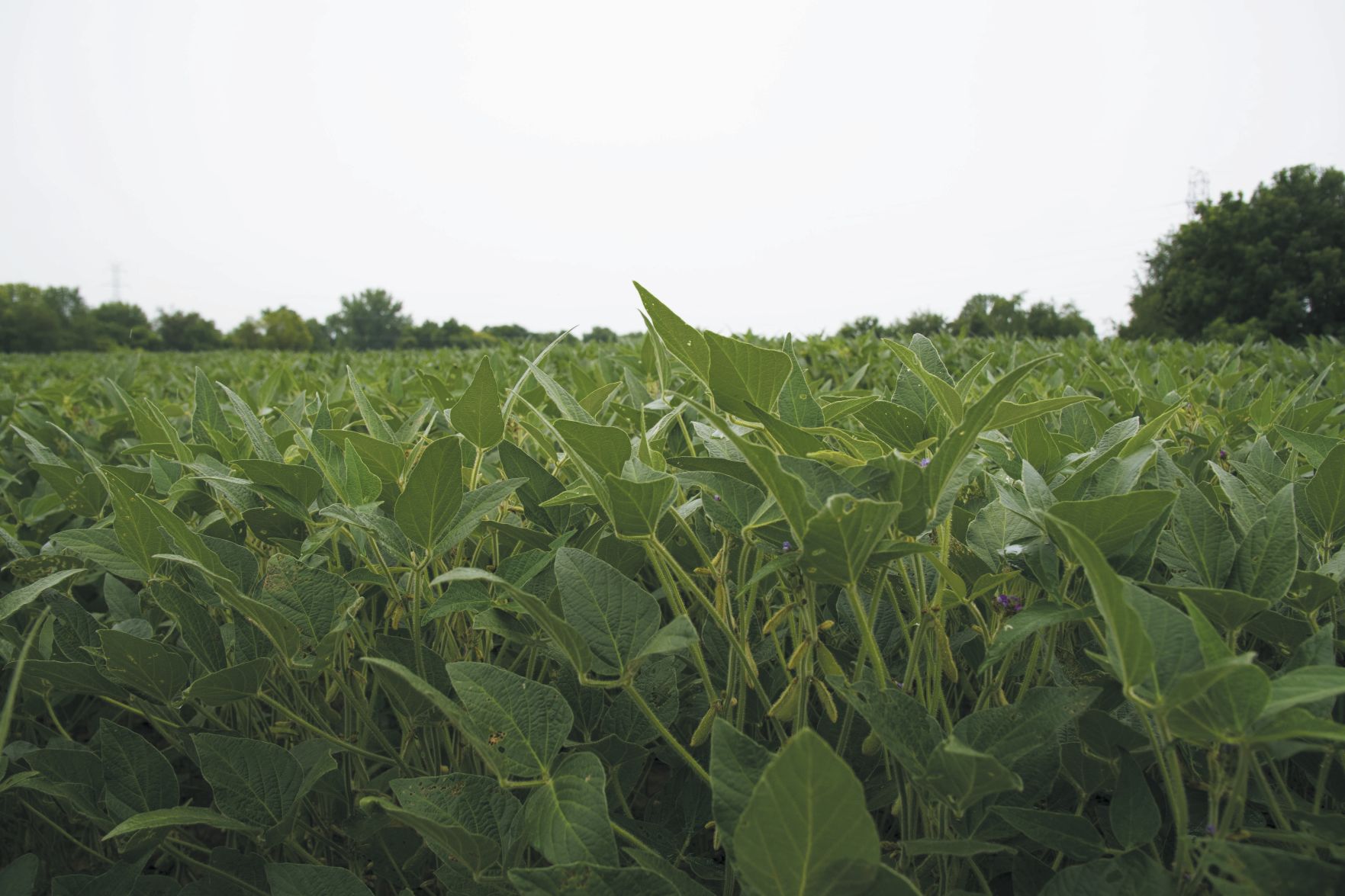 Bean Field 7/29/18